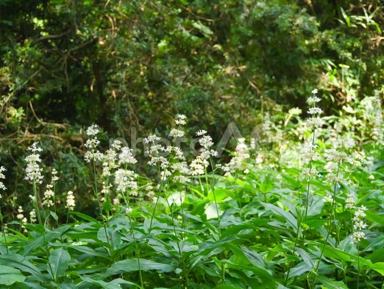 野原に咲くヤブミョウガ ツユクサ科,ヤブミョウガ,夏の写真素材