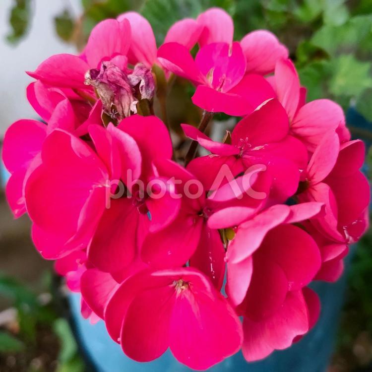 ゼラニウムの鉢植え ゼラニウム,花,自然の写真素材