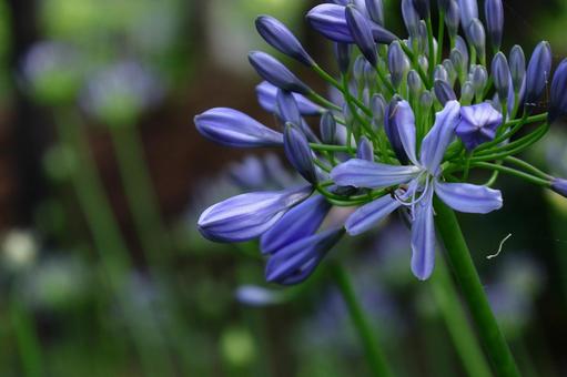 Photo, agapanthus, purple clam, murasaki kunsiran, 