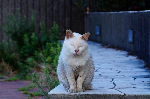 ねこ ねこ ねこ,動物,生き物の写真素材