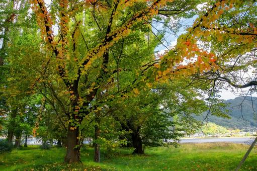 秋の紅葉の写真