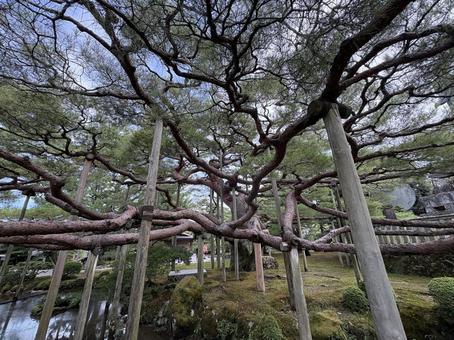 兼六園の松 兼六園の松 兼六園,景勝地,金沢の写真素材