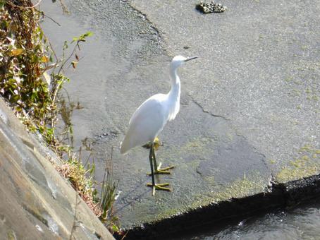 川の護岸上で採餌するコサギ 川の護岸上で採餌するコサギ コサギ,鳥,鳥類の写真素材