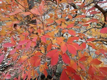 紅葉したメグスリノキ メグスリノキ,紅葉,色鮮やかの写真素材