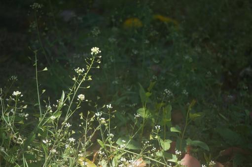 ナズナ ナズナの写真