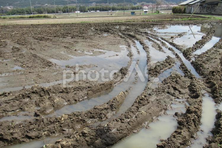 雨上がりの畑・わだちと水たまり 畑,田畑,農地の写真素材