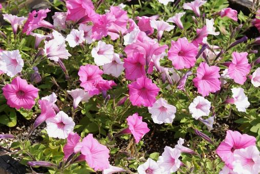 ペチュニアの花 ペチュニアの花の写真