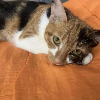 眠いんだけど 眠いんだけど 昼寝,可愛い,猫の写真素材