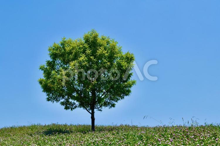 太陽がくれた季節、夏の日の午後の思い出 青空,丘,樹木の写真素材