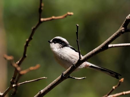 エナガ エナガ,鳥,小鳥の写真素材