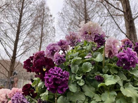 田舎で花のある生活 田舎で花のある生活の写真