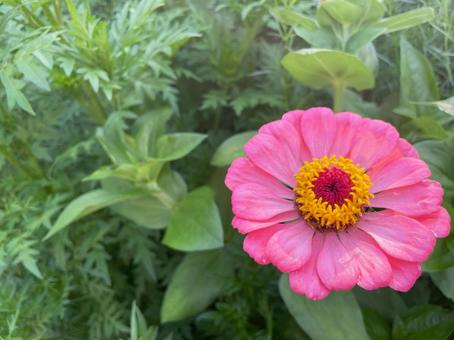 Pink zinnias stand out against green leaves, JPG