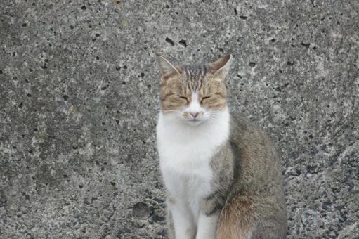 ねこ ねこ にゃんこ,可愛い,野良猫の写真素材
