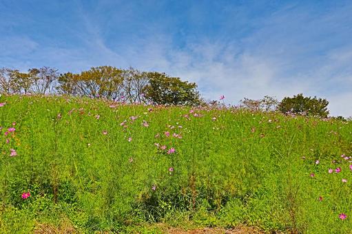 花 長崎,諌早,花の写真素材