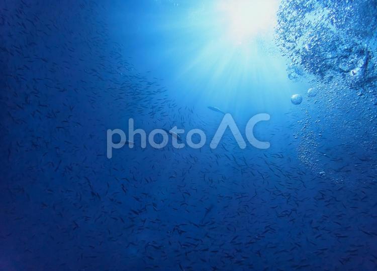 ダイバーの見上げる景色 ダイビング,スクーバダイビング,海の写真素材