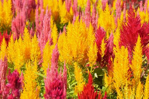 ケイトウ ケイトウの写真