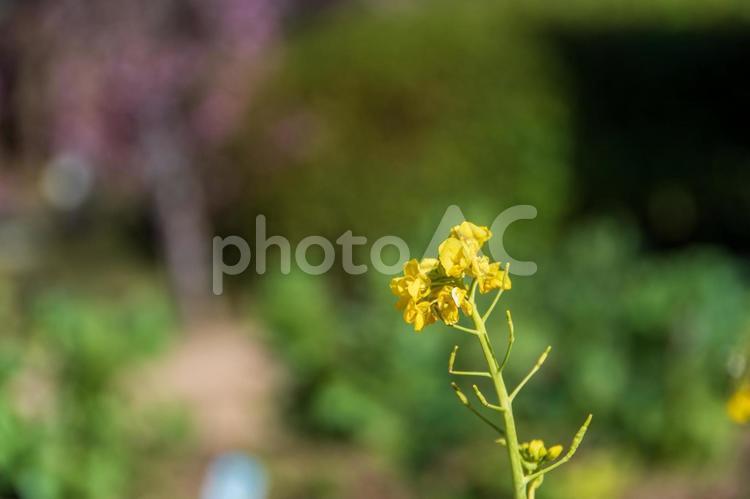 菜の花のコピースペース 花,菜の花,黄色い花の写真素材