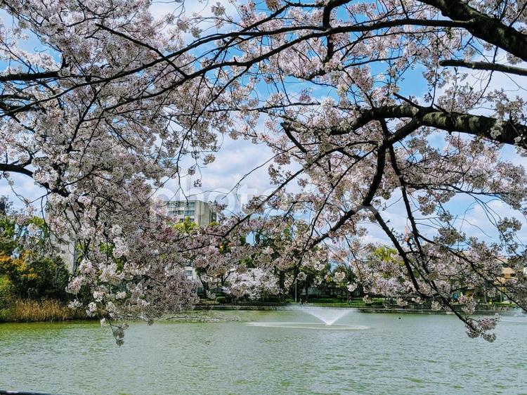 川沿いの桜 桜,綺麗,素敵の写真素材