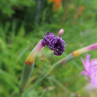 Photo, kawaranadesico, kawaguchi tetsuya, flower, 