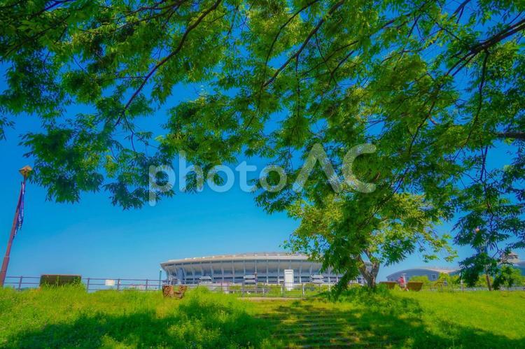 木々に囲まれたスタジアム風景 スタジアム,木,葉の写真素材