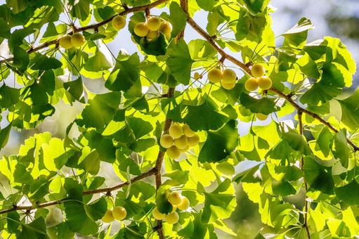 色づき始めたイチョウの葉と銀杏の実 植物,自然,葉の写真素材
