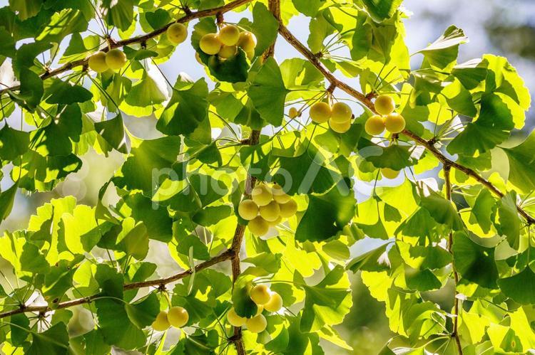 色づき始めたイチョウの葉と銀杏の実 植物,自然,葉の写真素材