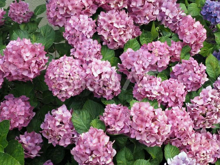 初夏に咲くアジサイの花 あじさい,アジサイ,ガーデニングの写真素材