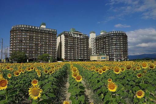 第1なぎさ公園 ひまわり2025年㉒ 第1なぎさ公園 ひまわり2025年㉒ 滋賀県,守山市,第1なぎさ公園の写真素材