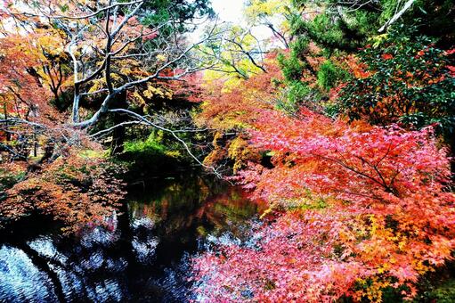 紅葉するもみじ 紅葉,枝,樹の写真素材