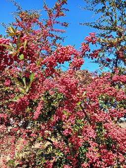 赤い実 赤い実,植物,自然の写真素材