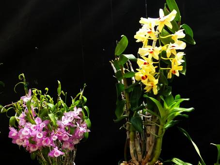 百合が原公園の洋らん展 百合が原公園の洋らん展 らん,蘭,百合が原公園の写真素材