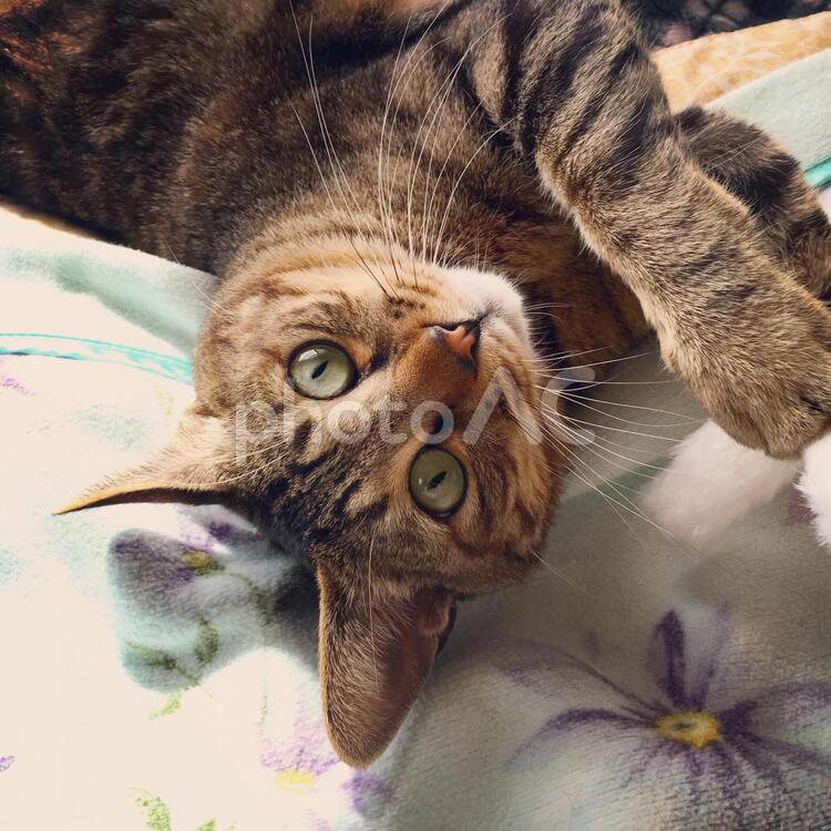 【動物】カメラ目線の猫 猫,ペット,動物の写真素材