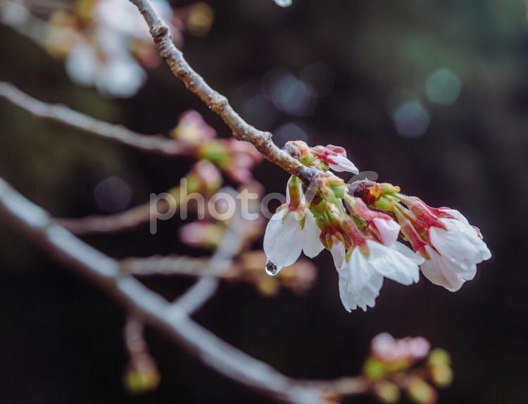 ソメイヨシノ桜ー6 ソメイヨシノ,桜,蕾の写真素材