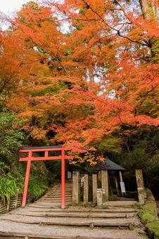 岡寺 岡寺,紅葉,稲荷社の写真素材