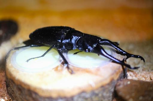 昆虫 昆虫の写真