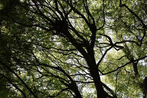 こもれ陽感じる緑の葉の木々の森の風景の写真