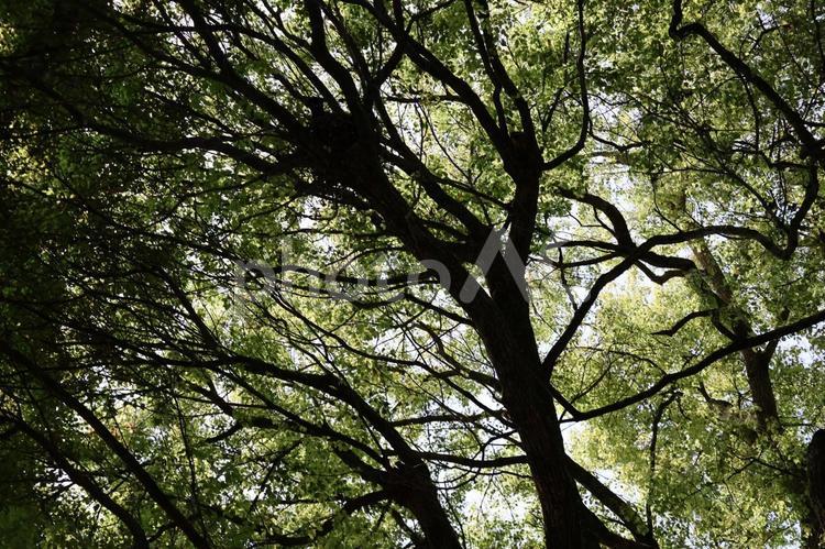 こもれ陽感じる緑の葉の木々の森の風景 こもれ陽,感じる,緑の写真素材