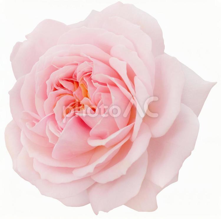 ピンクのバラ（PSDは背景透過・切抜きパス入り） バラ,花,切り抜きの写真素材