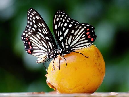 柿の汁を吸うチョウチョ 柿の汁を吸うチョウチョ アカボシゴマダラ,蝶,二頭の蝶の写真素材