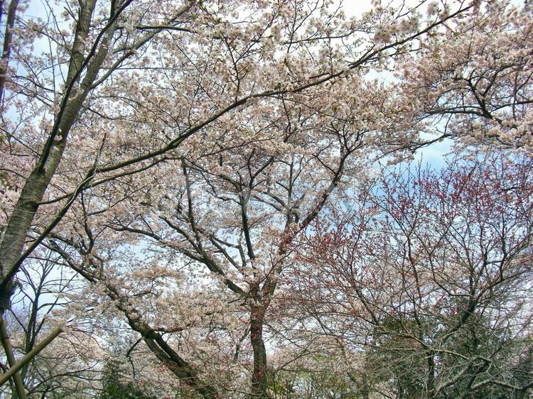 清水公園の桜-17 清水公園,千葉県野田市,桜の木の写真素材