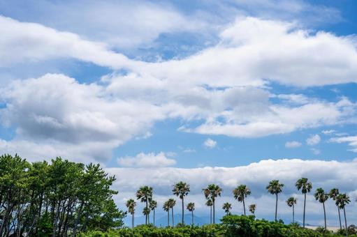 青空とヤシの木と夏の雲 青空とヤシの木と夏の雲 青空,雲,快晴の写真素材