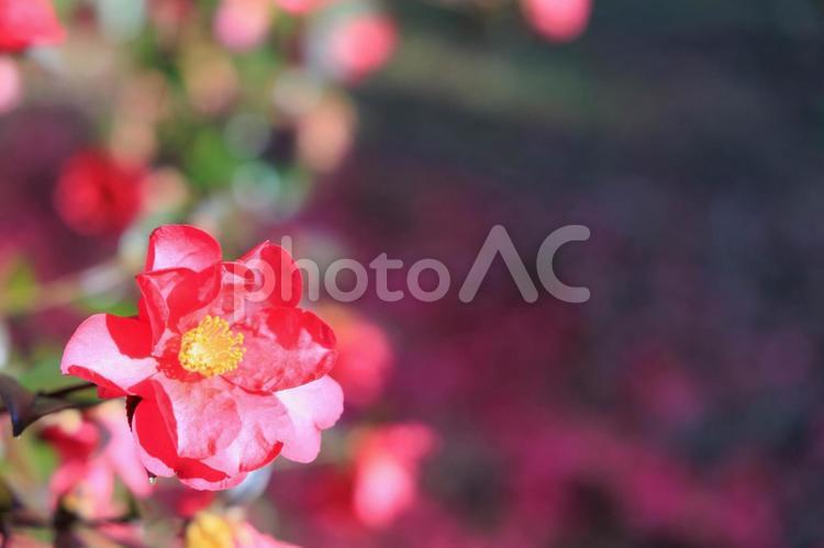 冬に咲く椿と背景に椿の散った花びら 椿,花,植物の写真素材