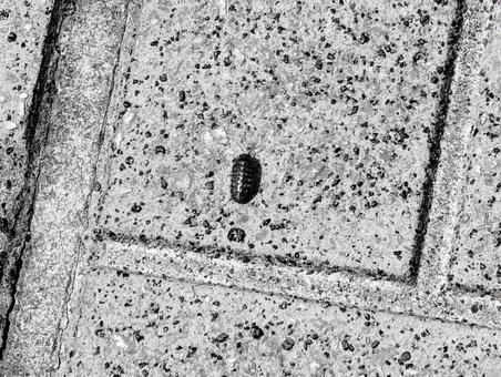 オカダンゴムシのメス オカダンゴムシ,ダンゴムシ,メスの写真素材