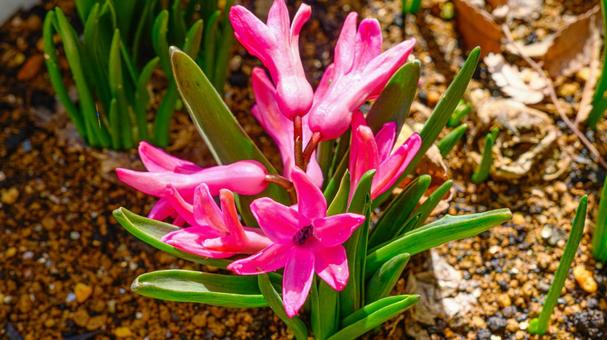 赤い花のヒヤシンス ヒヤシンス,花,春の写真素材