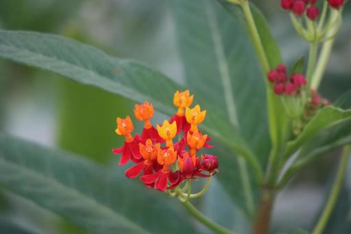 トウワタのかわいい花のアップの写真