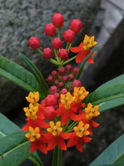 トウワタ 赤とオレンジの花 トウワタ 赤とオレンジの花の写真