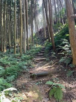 登山道 杉林 階段 ハイキング こもれび 登山道 杉林 階段 ハイキング こもれび 登山道,杉林,階段の写真素材