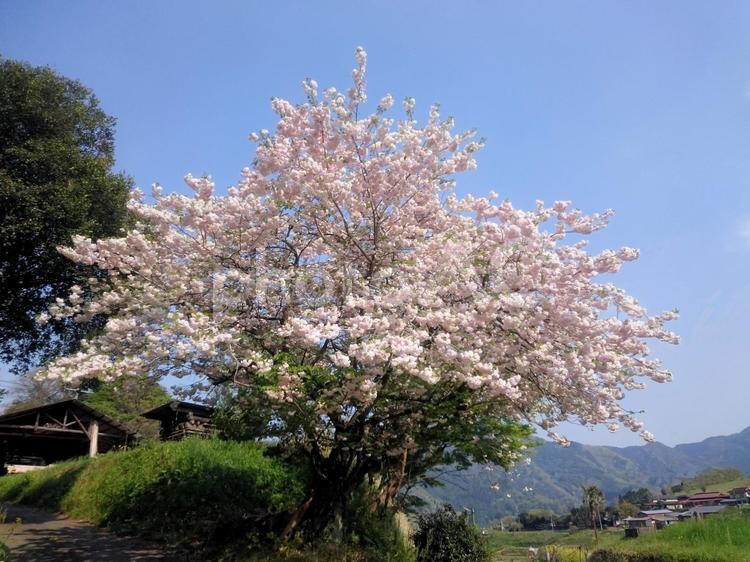 桜の木 桜,木,春の写真素材
