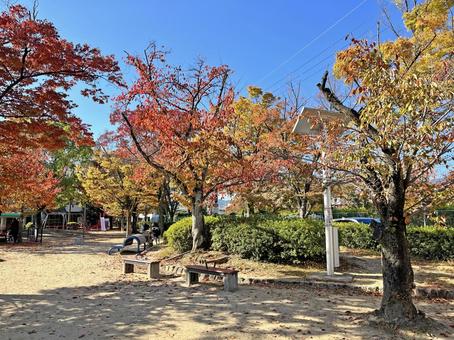 公園の紅葉 公園,秋,風景の写真素材