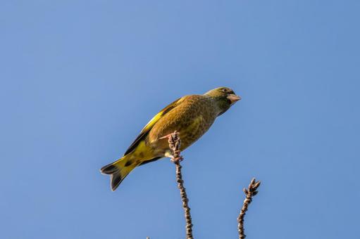 枝にとまるカワラヒワ 枝にとまるカワラヒワ カワラヒワ,野鳥,鳥の写真素材